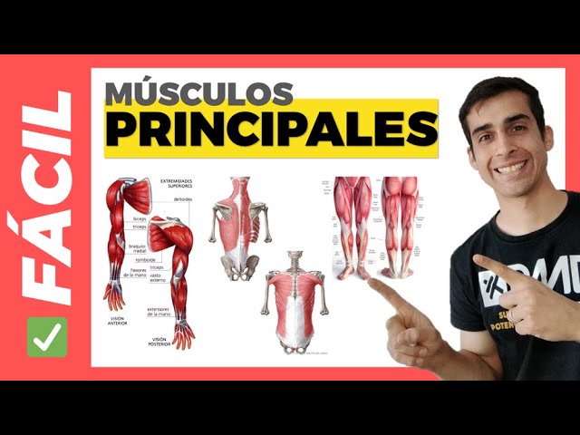 10 musculos del cuerpo humano