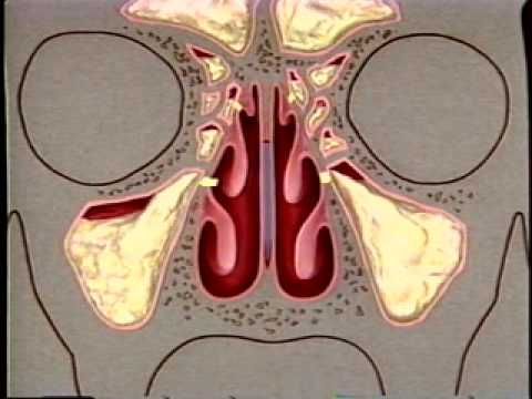 anatomia de la garganta humana imagenes