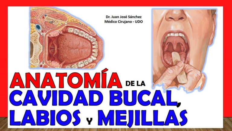 anatomia de los labios de la boca
