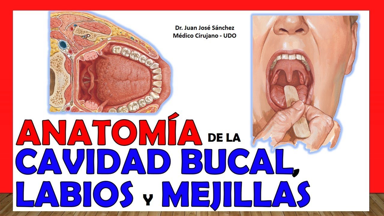 anatomia de los labios de la boca