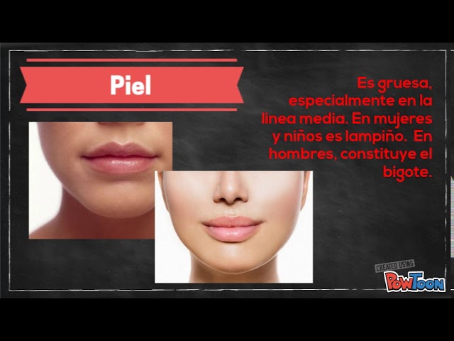 anatomia de los labios pdf