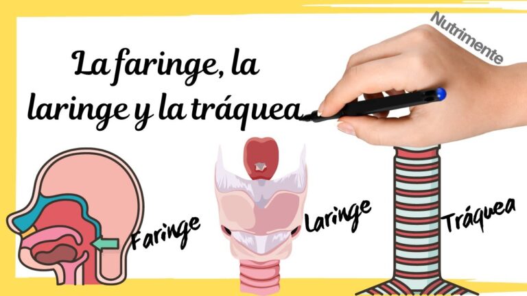 anatomia laringe y faringe imagenes
