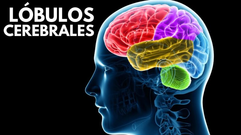 areas del cerebro y sus funciones pdf