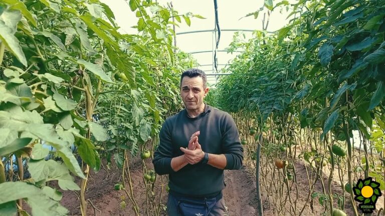 butoxido de piperonilo en agricultura ecologica