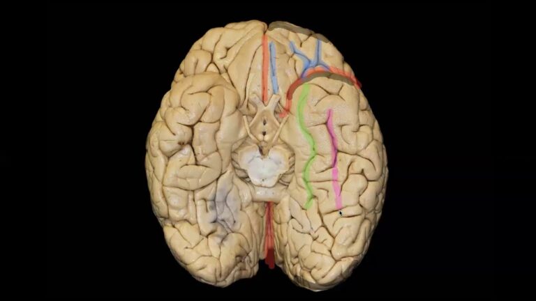 cara inferior del cerebro y sus partes