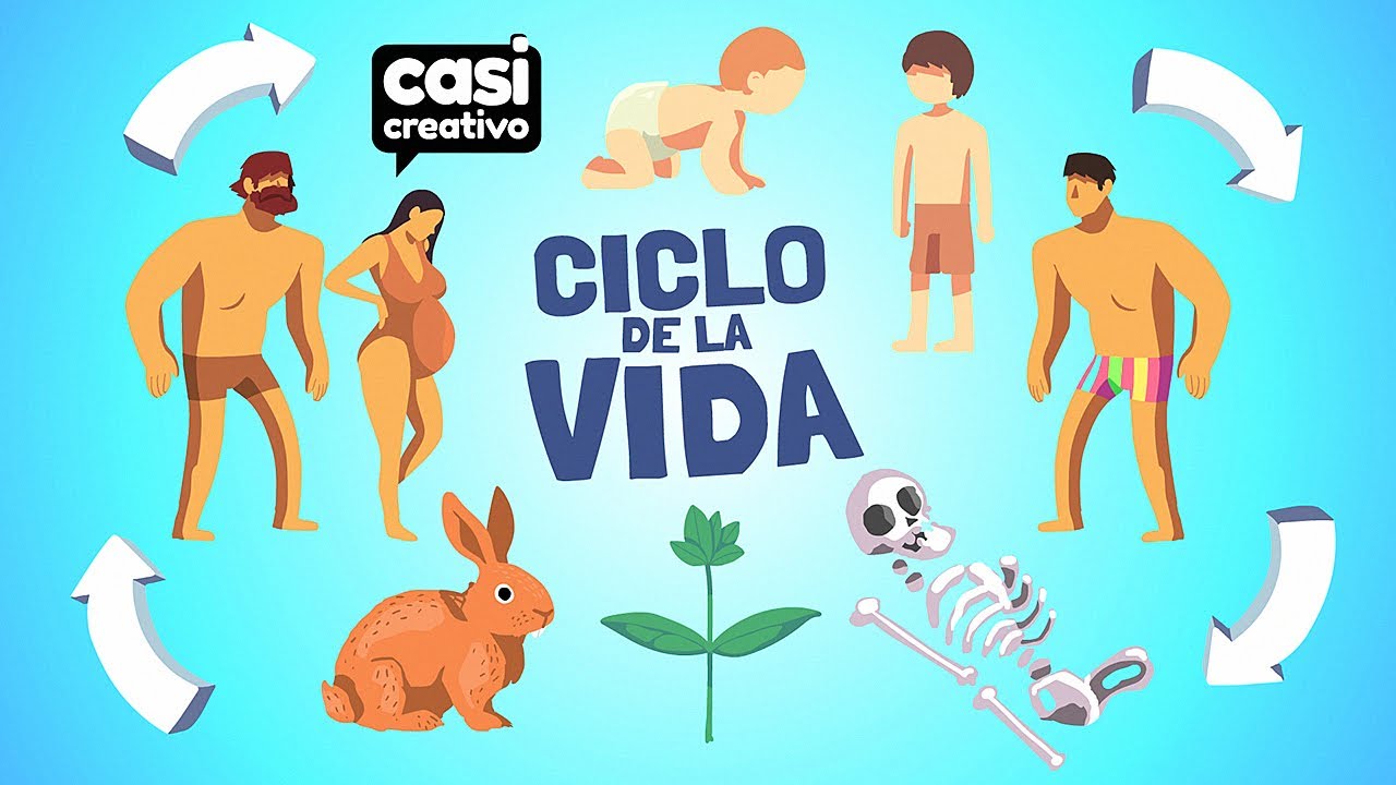 ciclo vital del ser humano dibujo