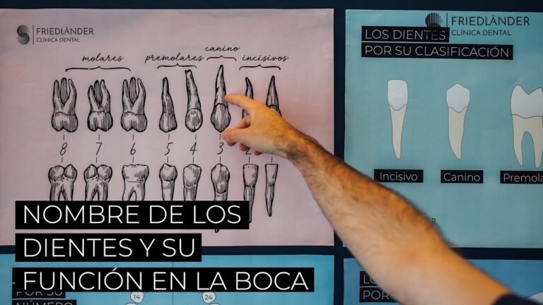 clases de dientes y sus funciones