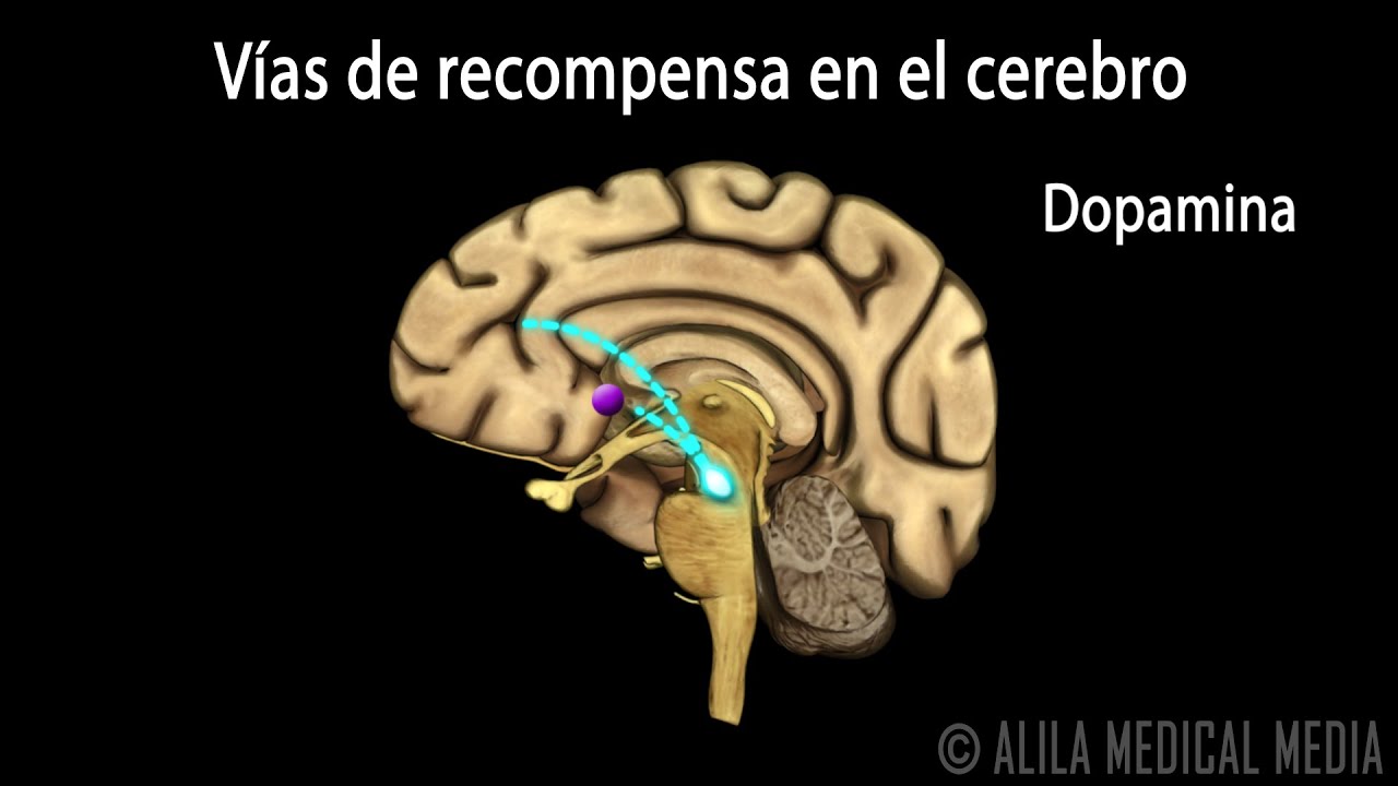 como afectan las drogas a las neuronas
