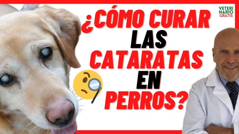 como saber si mi perro se esta quedando ciego