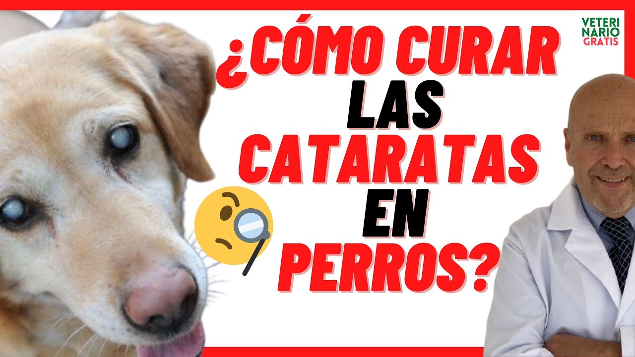 como saber si mi perro se esta quedando ciego