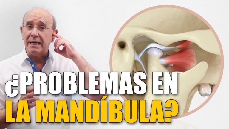 cual es la funcion de la mandibula