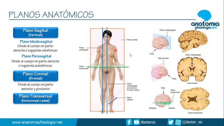 cuales son los cortes anatomicos basicos