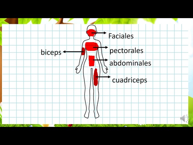 cuales son los musculos voluntarios e involuntarios