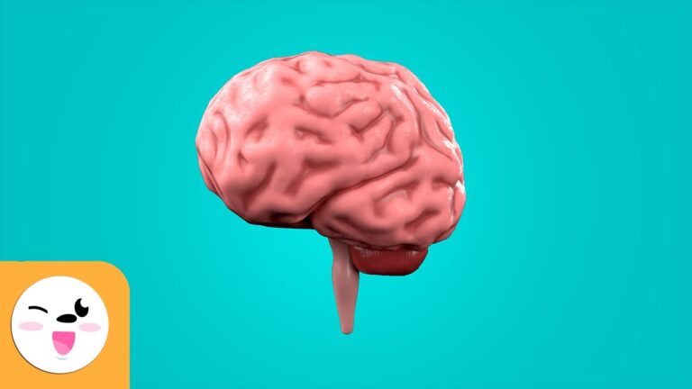 el cerebro explicado para niños de infantil