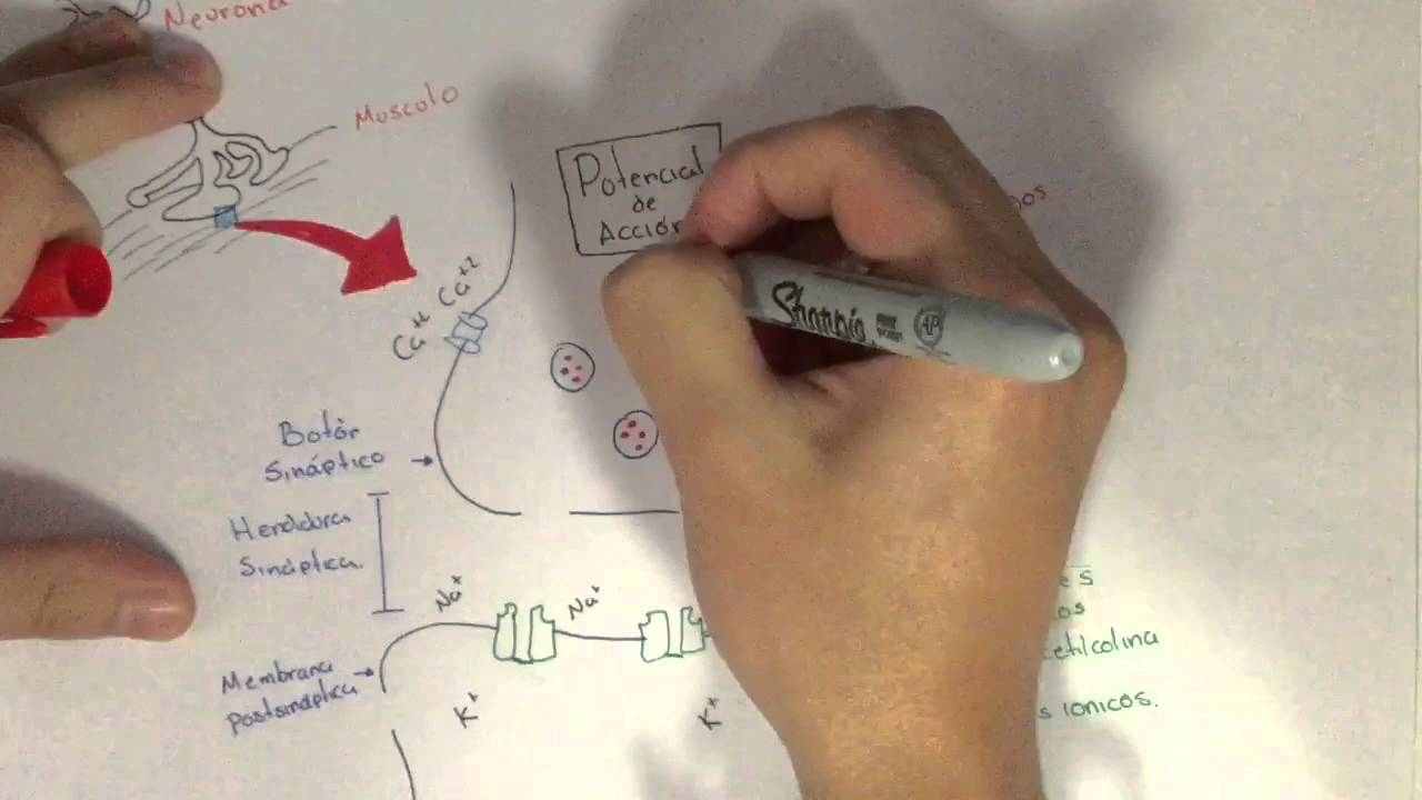 enfermedades de la union neuromuscular
