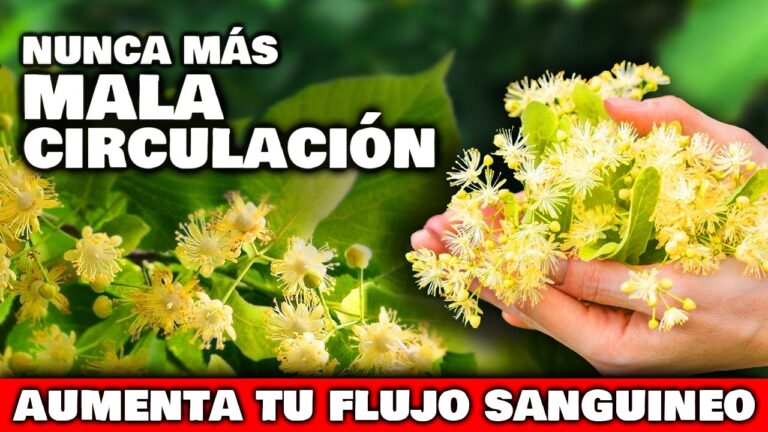 hierbas para la circulacion de la sangre