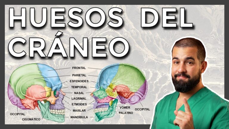 huesos de la cara anatomia