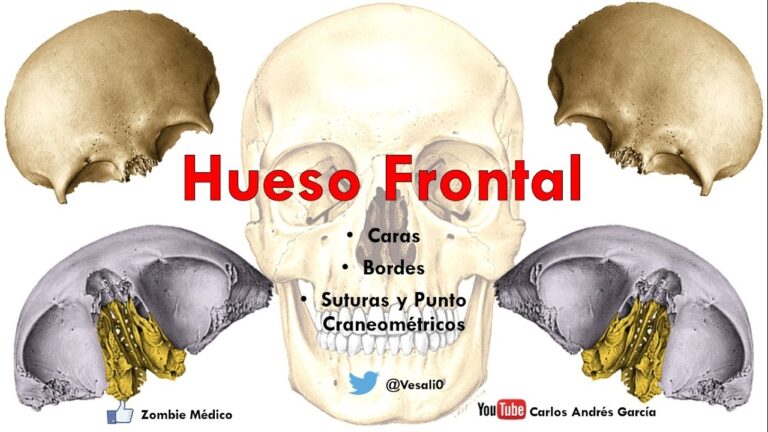 huesos de la cara frontal