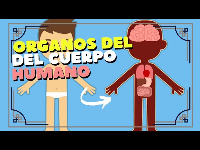 los organos del cuerpo humano para niños