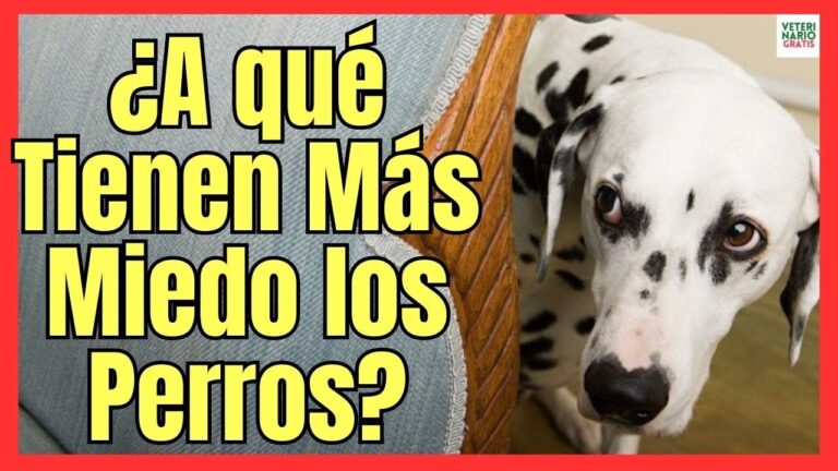 los perros tienen miedo a la oscuridad