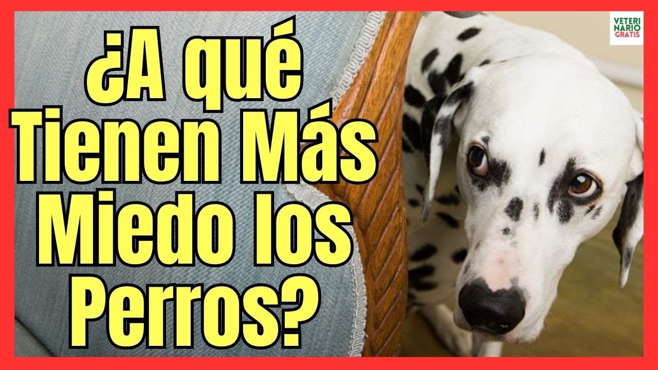 los perros tienen miedo a la oscuridad