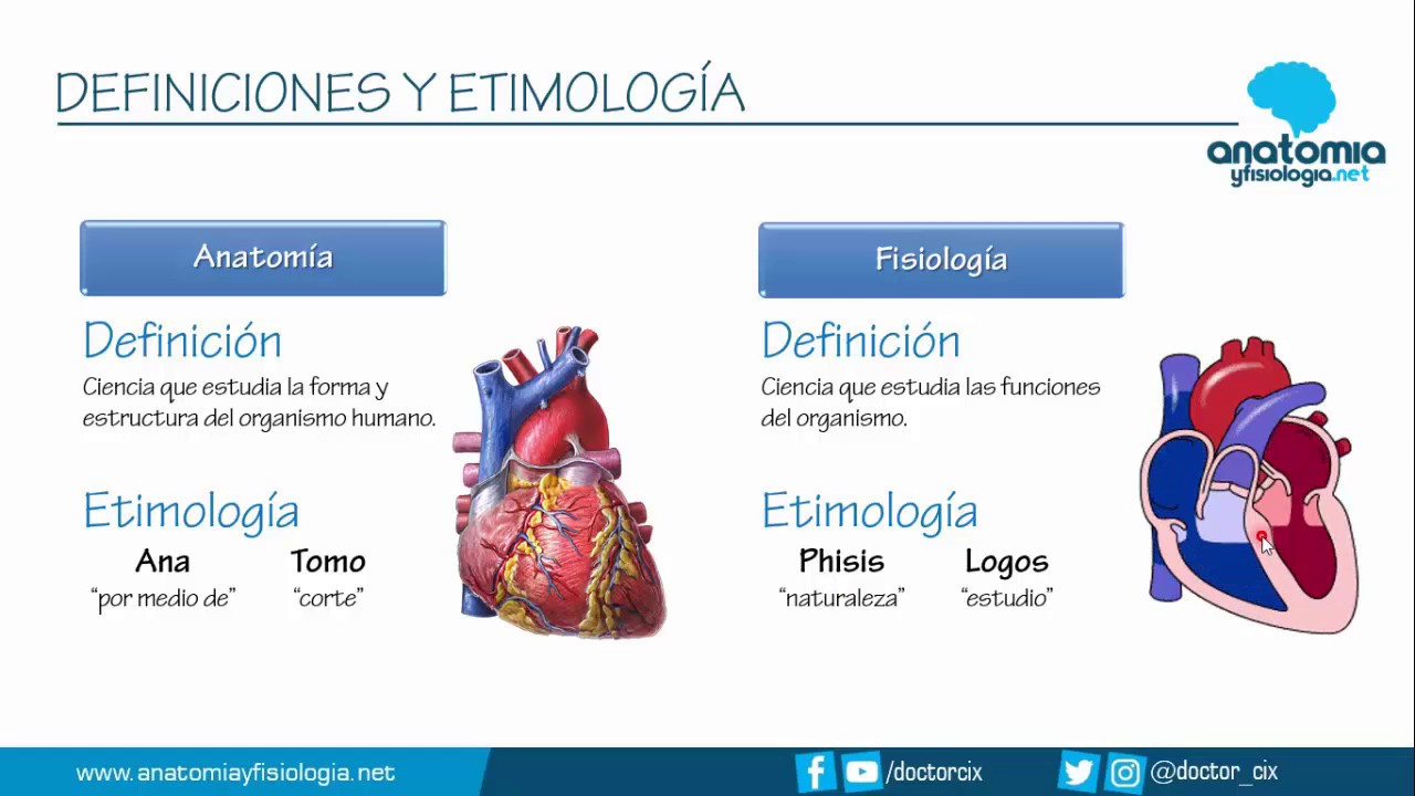 mapa conceptual de anatomia y fisiologia
