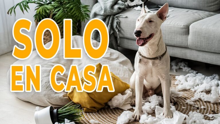 me da pena dejar a mi perro solo