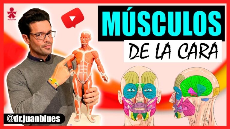 musculos de la cara fotos
