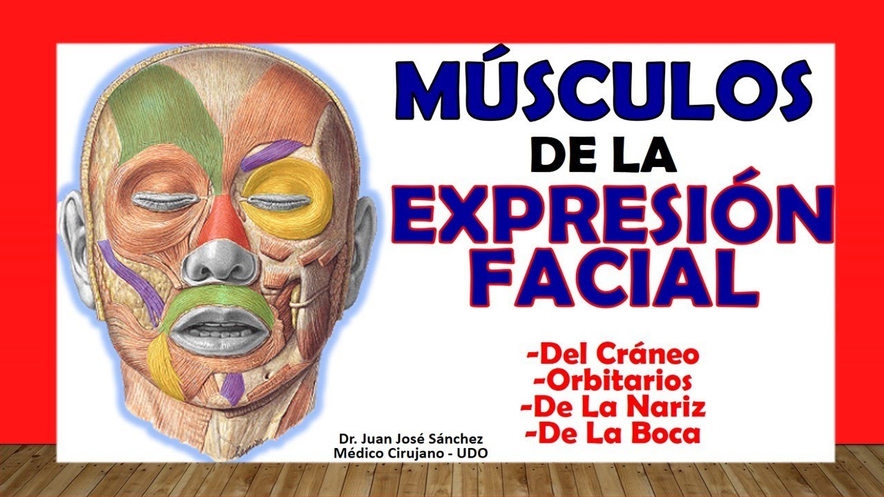 musculos faciales con sus nombres
