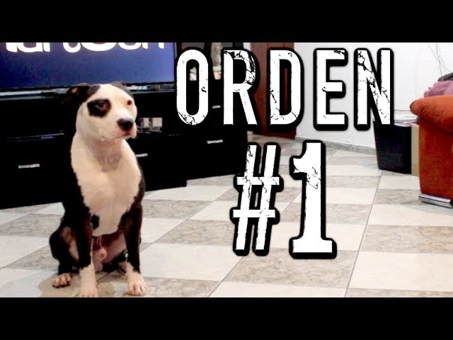 nivel de organización de un perro