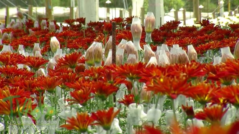 no son flores pero tienen plantas y también olores
