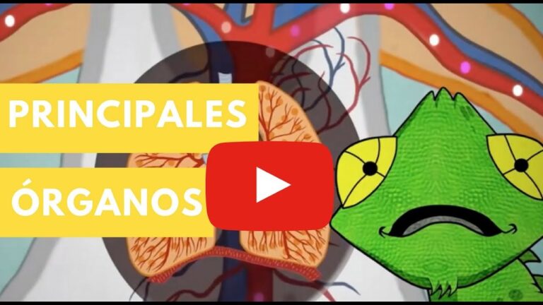 organos del cuerpo humano para niños en español