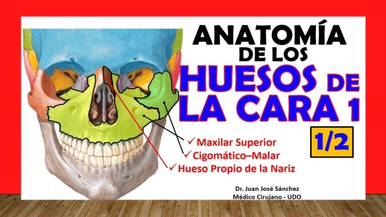 partes de la cara anatomia