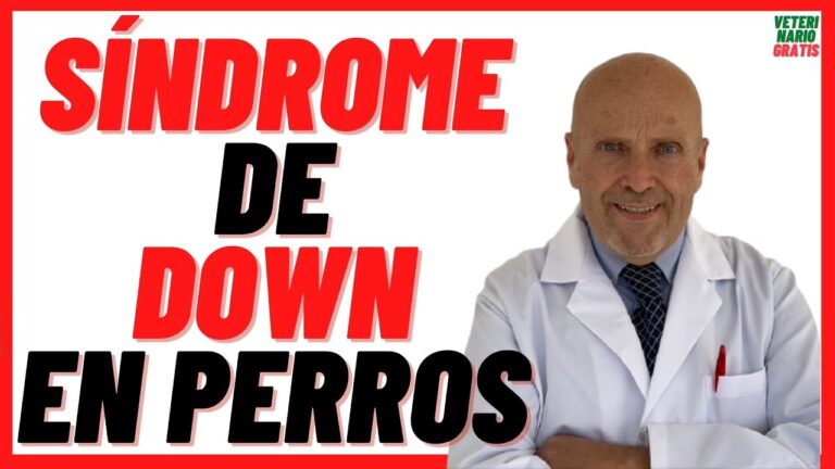 perros con sindrome de down sintomas