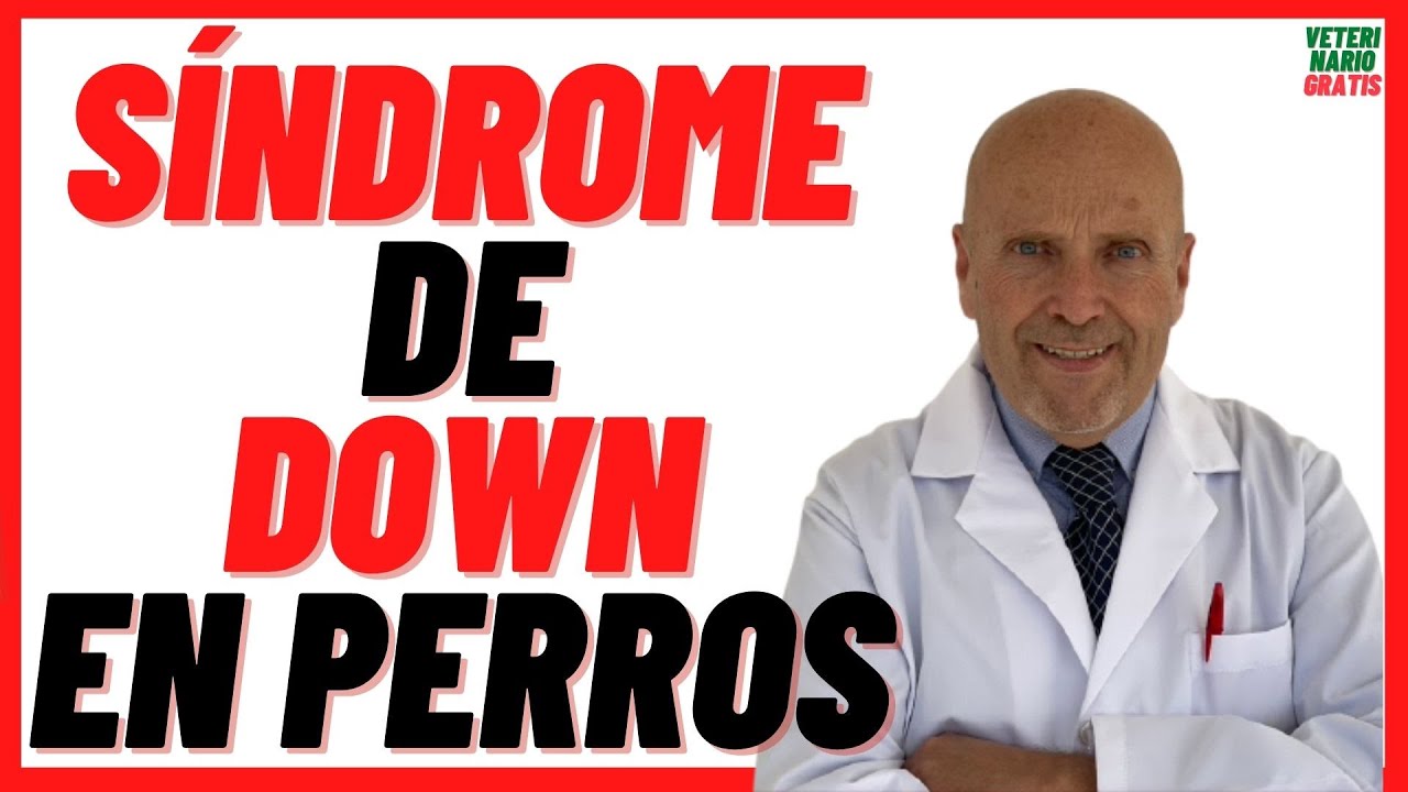 perros con sindrome de down sintomas