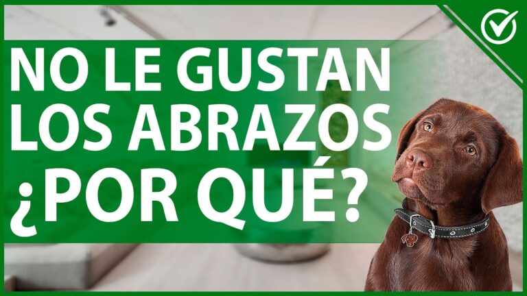 porque a mi perro no le gusta que lo abrace