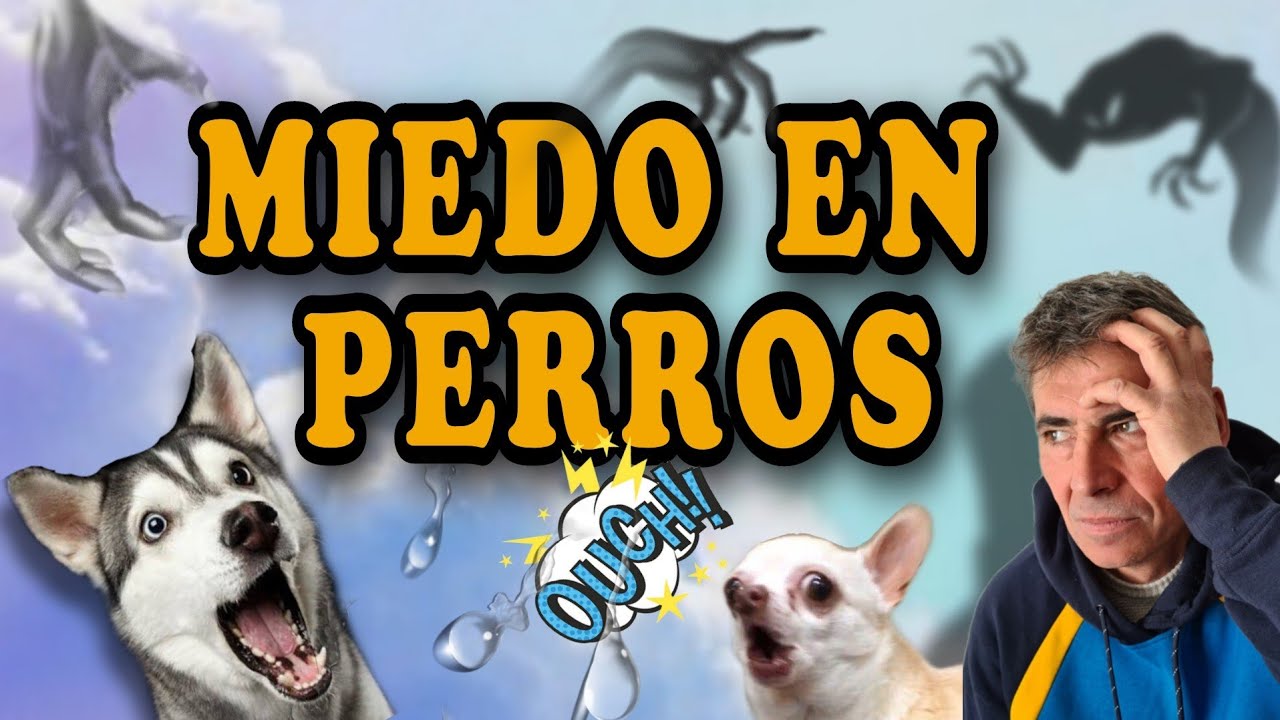 porque los perros tienen miedo al viento