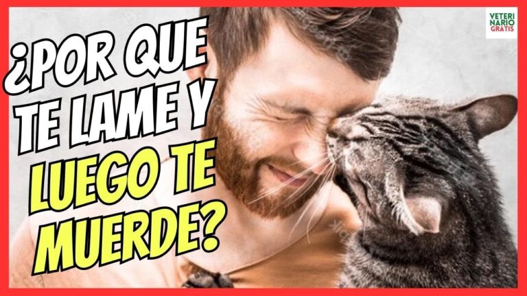 porque mi gato me muerde la barbilla