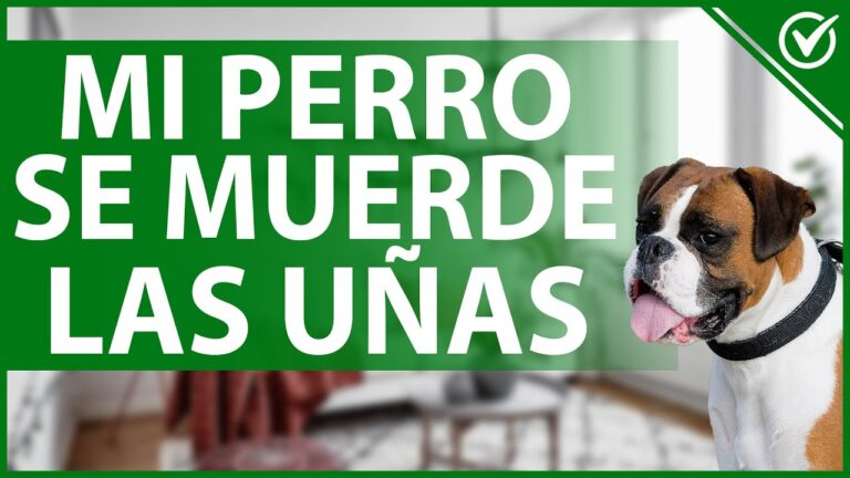 porque se muerden las uñas los perros
