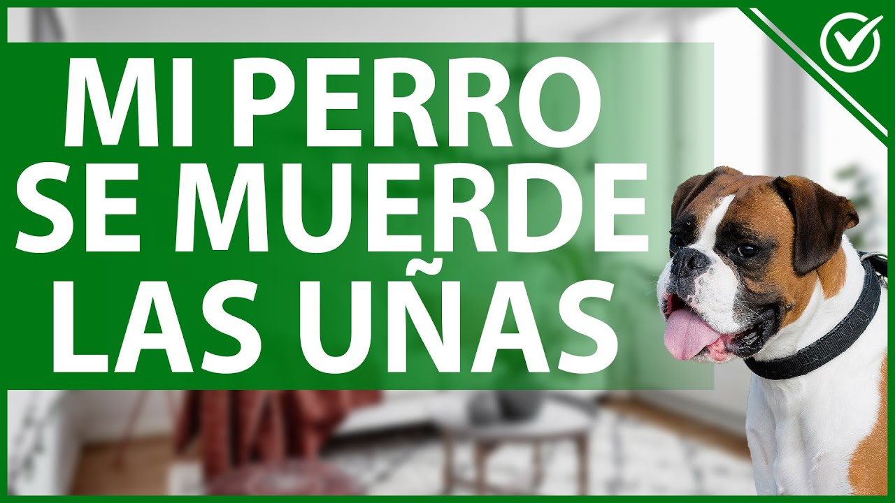 porque se muerden las uñas los perros