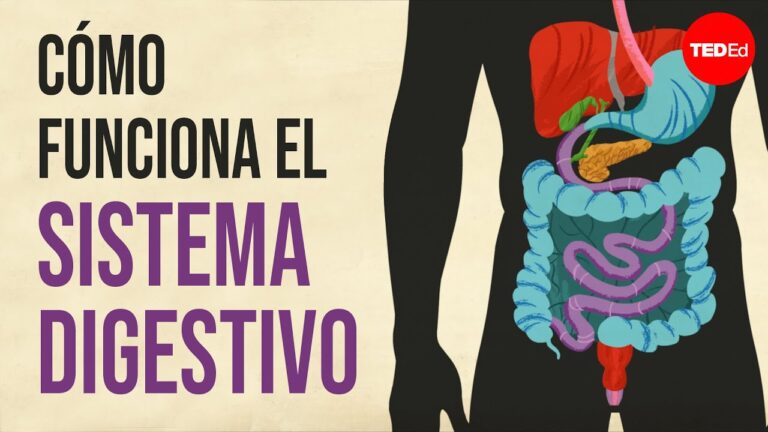 que funcion tiene el bolo alimenticio