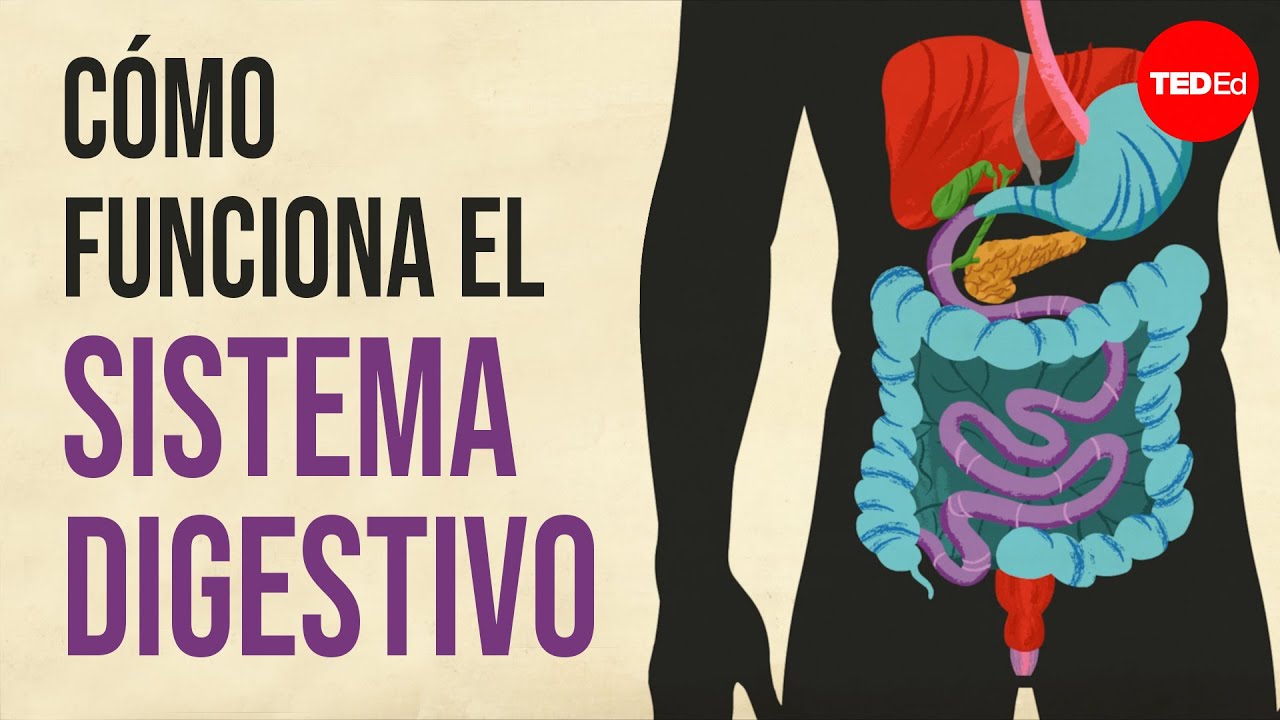 que funcion tiene el bolo alimenticio