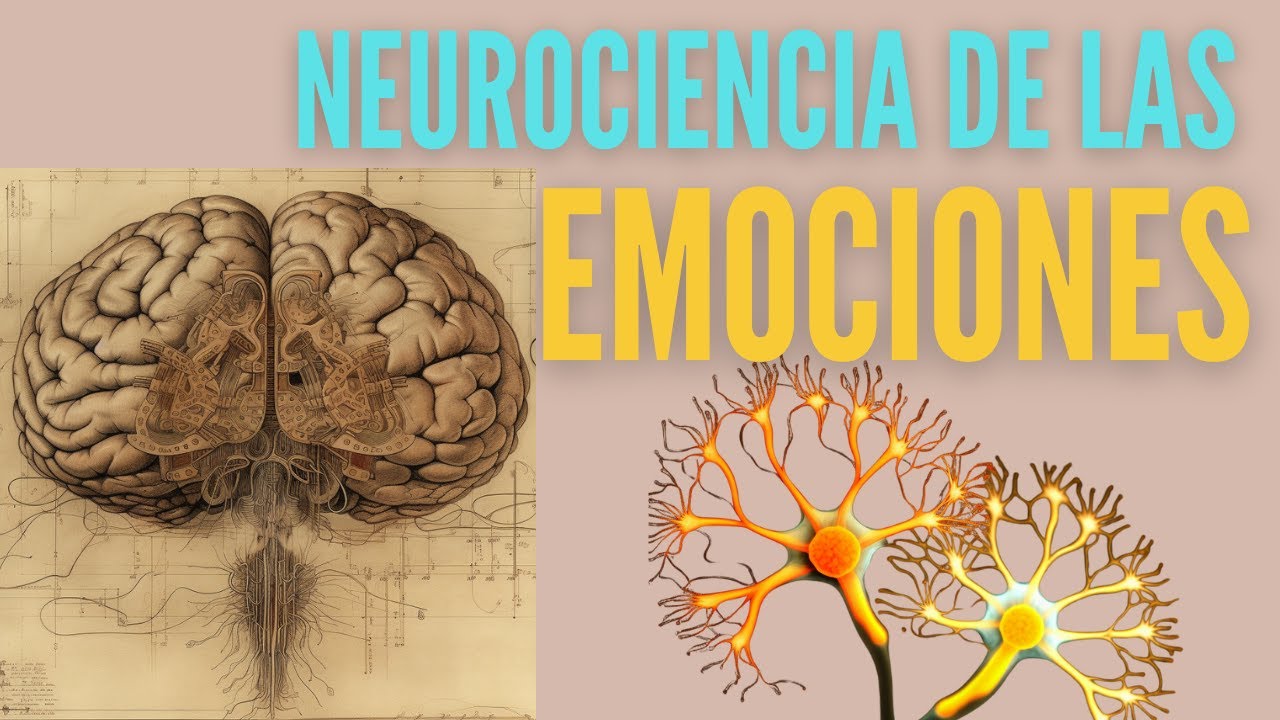 que hemisferio del cerebro controla las emociones
