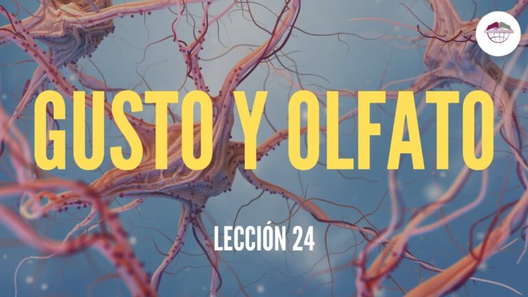 relacion entre el gusto y el olfato