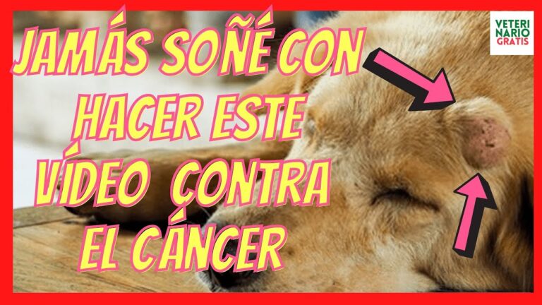 remedios caseros para disolver tumores en perros