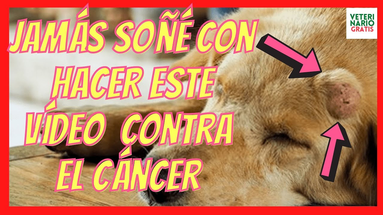 remedios caseros para disolver tumores en perros