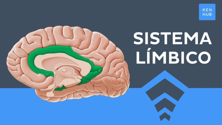 sistema limbico y las emociones pdf
