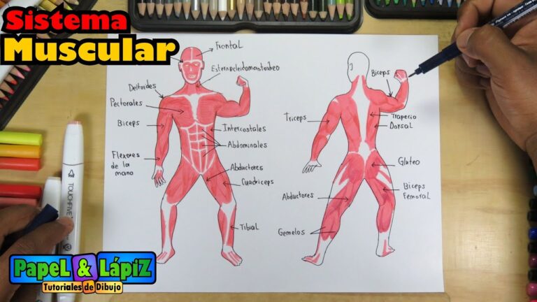 sistema muscular para niños para colorear