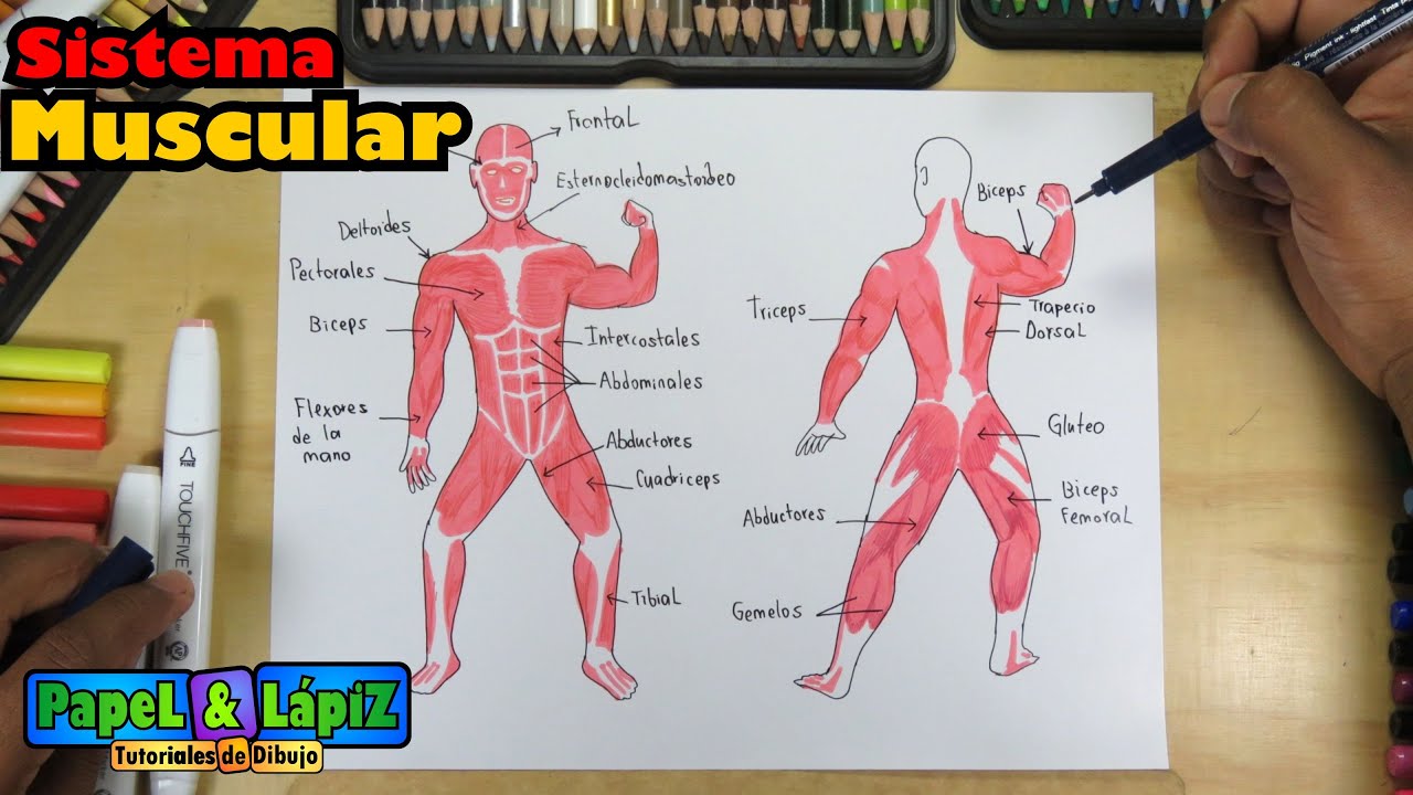 sistema muscular para niños para colorear