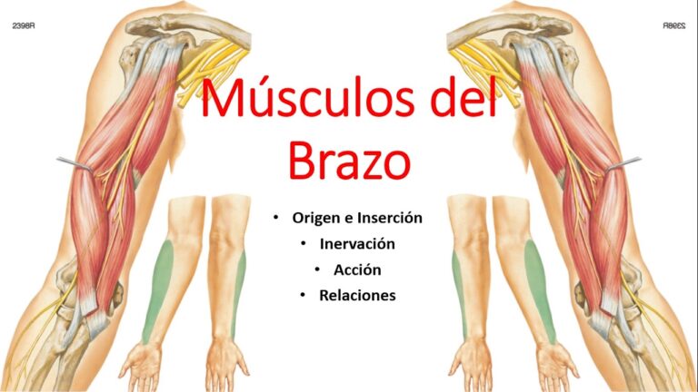 tabla de musculos origen insercion inervacion y accion pdf